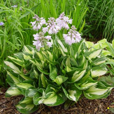 Hosta 'Whirlwind'